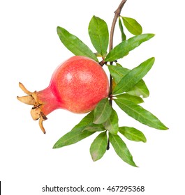 Young pomegranate fruit on a branch with leaves isolated on white background