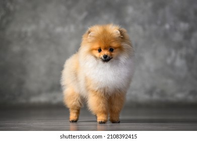 Young Pomeranian Spitz Puppy Standing In The Studio