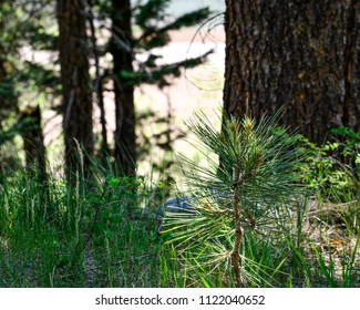 Young Ponderosa Pine Growing In Forest