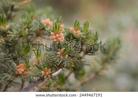 Young  ponderosa pine (Pinus ponderosa) Pine Cones on an evergreen tree branch in Rocky Mountain National Park