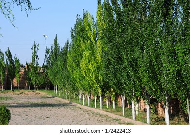 Young Poplar Trees