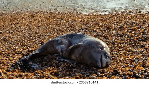 A young porpoise dolphin (Phocaena phocaena) died during a storm (or for other reasons) and was washed ashore by the waves. Azov Sea. Arabatskaya strelka, Crimea - Shutterstock ID 2353910141