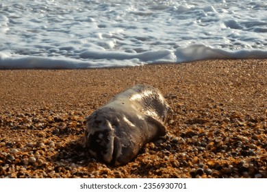 A young porpoise dolphin (Phocaena phocaena) died during a storm (or for other reasons) and was washed ashore by the waves. Azov Sea. Arabatskaya strelka, Crimea - Shutterstock ID 2356930701