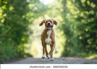 Young Portuguese Pointer Dog Running