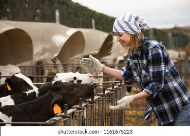 Young Positive Woman Taking Care Of Dairy Herd In Livestock Farm