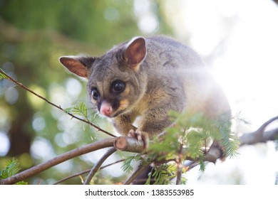 Young Possum Walking Along A Long Narrow Gumtree Branch