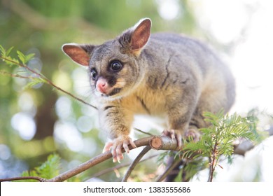 Young Possum Walking Along A Long Narrow Gumtree Branch