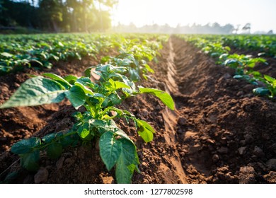 Young Potato Plant Field In The Morning,organic Farm.