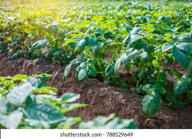 261,805 Potatoes Agriculture Images, Stock Photos, 3D objects ...