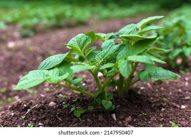 Young Potato Plant Growing In A Row Close Up From Ground Perspective