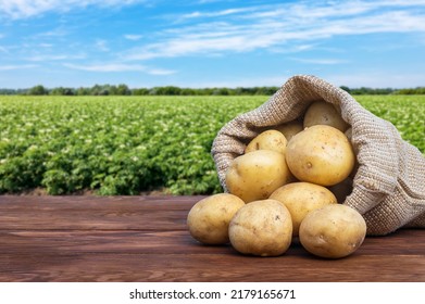 young potatoes in burlap bag on wooden table with blooming agricultural field on the background - Shutterstock ID 2179165671