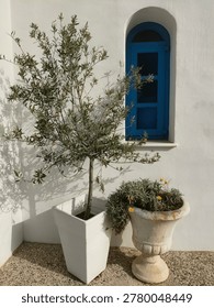 A young potted olive tree casting shadows against a traditional whitewashed wall next to a bright blue arched window and a rustic stone urn with yellow flowers in Cyprus.