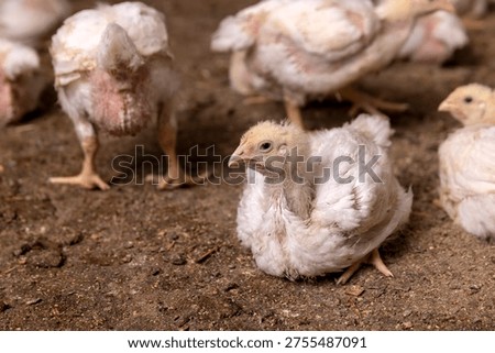 Young poultry broilers at a poultry farm, fat young broiler chickens are fattened to ensure the meat industry