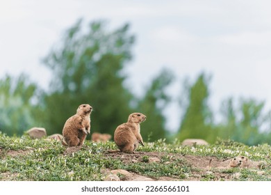 Young prairie dogs sitting near their burrow