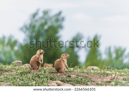 Young prairie dogs sitting near their burrow