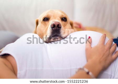 Young Pregnant Woman expecting a baby Laying down on the bed with her Cute Golden Labrador 