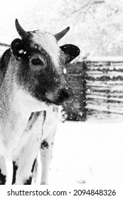 Young Pretty Beef Cow Portrait In Winter Snow Closeup.