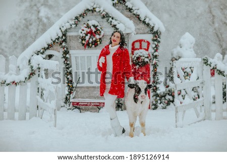 Young pretty brunette woman with short hair in red winter coat, white sweater posing with young black and white bull on the Christmas ranch with holiday decor. Snowing. 