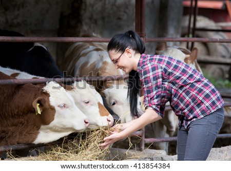 Young pretty girl feeding heifers in front of barn on the farm