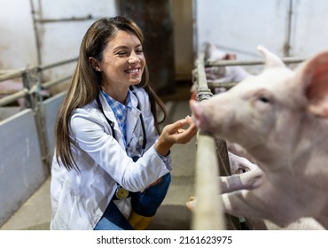 Young pretty woman veterinarian cuddling piglet in pig pen on farm