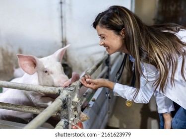 Young pretty woman veterinarian cuddling piglet in pig pen on farm