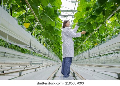 Young professional female farmer using tablet, controlling cultivation system in greenhouse. Female gardener analyzing health and growth of cucumbers using modern agricultural technologies. Growing - Powered by Shutterstock