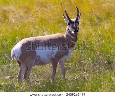 Young pronghorn, seen in the wild in Wyoming
