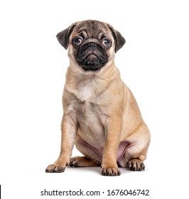 Young pug dog, puppy, sitting, isolated on white - Powered by Shutterstock