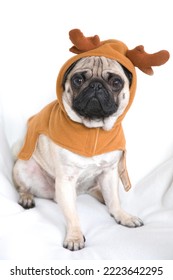 Young Pug Wearing Costume With Elk Antlers