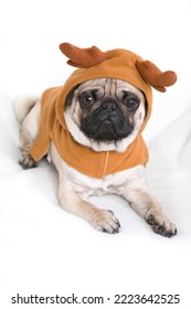 Young Pug Wearing Costume With Elk Antlers