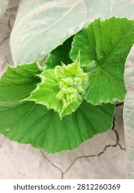 Young pumpkin buds are shown developing on a healthy pumpkin vine (Cucurbita spp.) surrounded by lush green leaves and creeping stems These early flower buds represent the initial stage of flowering before fruit formation Natural sunlight enhances botanical detail, texture, and vibrant color, highlighting seasonal growth and garden cultivation in an outdoor environment