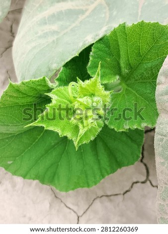 Young pumpkin buds are shown developing on a healthy pumpkin vine (Cucurbita spp.) surrounded by lush green leaves and creeping stems These early flower buds represent the initial stage of flowering before fruit formation Natural sunlight enhances botanical detail, texture, and vibrant color, highlighting seasonal growth and garden cultivation in an outdoor environment