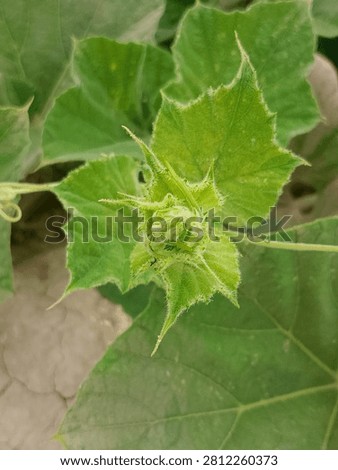 Young pumpkin buds are shown developing on a healthy pumpkin vine (Cucurbita spp.) surrounded by lush green leaves and creeping stems These early flower buds represent the initial stage of flowering before fruit formation Natural sunlight enhances botanical detail, texture, and vibrant color, highlighting seasonal growth and garden cultivation in an outdoor environment