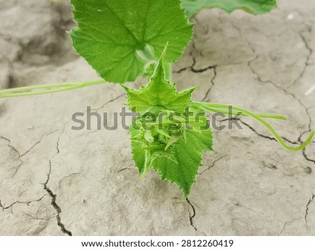 Young pumpkin buds are shown developing on a healthy pumpkin vine (Cucurbita spp.) surrounded by lush green leaves and creeping stems These early flower buds represent the initial stage of flowering before fruit formation Natural sunlight enhances botanical detail, texture, and vibrant color, highlighting seasonal growth and garden cultivation in an outdoor environment