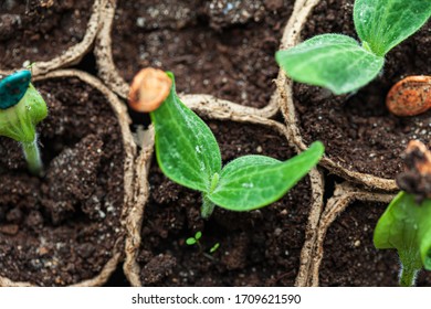 Young Pumpkin Plant In The Pot