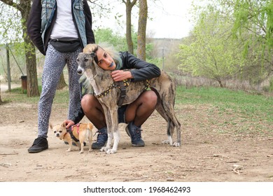 Young Punk Couple With Her Dogs In A Park. Greyhound And Chihuahua Dogs.