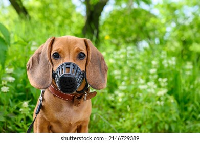 A young puppy of a dachshund dog in a plastic muzzle and on a leash walks on the street in sunny summer weather. Red dog on a background of green grass.