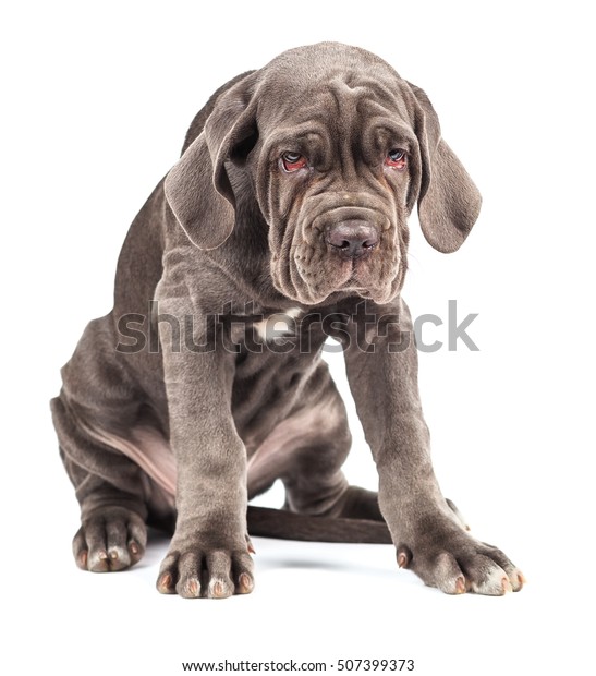 99+ Neapolitan Mastiff Cane Corso Mastiff Dog