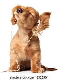 Young puppy listening to music on headphones.