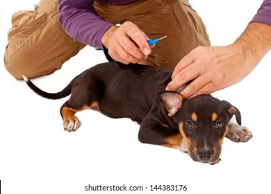 A Young Puppy Looking At The Camera About To Be Microchipped By A Rescue Group Volunteer