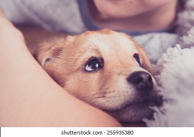 Young Puppy With New Family Member 