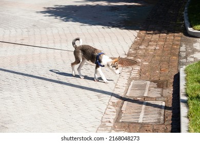 young puppy on a leash walks along the sidewalk. dog on a leash. domestic dog for a walk. pet walking. young dog walks with the owner.