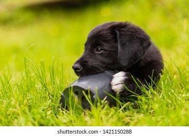 Young puppy playing with a toy on a grass in the summer sunny day