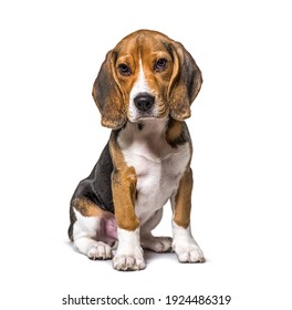 Young puppy three months old Beagles dog sitting, isolated
