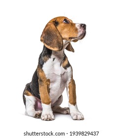 Junge Welpen, drei Monate alter Beagles Hund sitzt und sucht einzeln