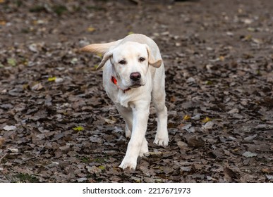 Young Pure Breed Dog Run In Dog Park.