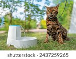 Young purebred Bengal cat near smart gadget with water fountain for cats and dogs. Electric water fountain. Pet health and welfare. Pet devices. Pet thirst. Dehydration in a cat.