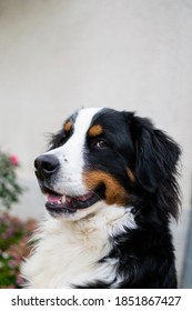 Young Purebred Bernese Mountain Dog Side Portrait Posing Closeup. 