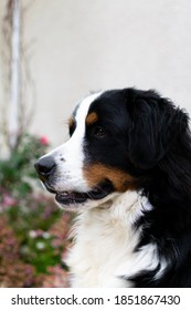 Young Purebred Bernese Mountain Dog Side Portrait Posing Closeup. 