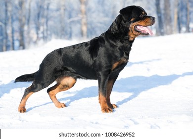 how much does a purebred rottweiler cost